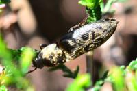 Prosternon tessellatum