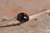 Exochomus quadripustulatus