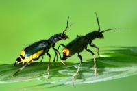Clanoptilus elegans
