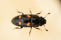 Glischrochilus hortensis