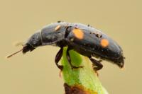 Glischrochilus hortensis