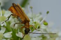 Oedemera podagrariae