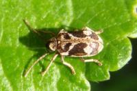 Ptinomorphus imperialis