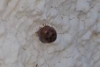 Subcoccinella vigintiquatuorpunctata