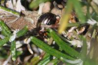 Chrysolina americana
