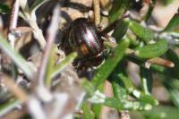 Chrysolina americana