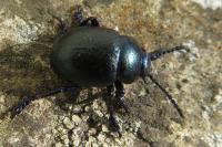 Timarcha goettingensis
