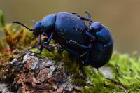 Timarcha goettingensis