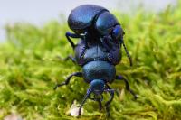 Timarcha goettingensis