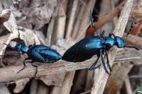 Meloe violaceus