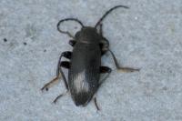 Stenomax aeneus