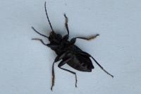 Stenomax aeneus