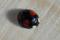 Harmonia axyridis