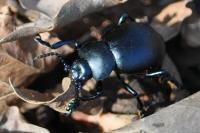 Timarcha tenebricosa