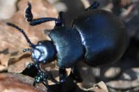 Timarcha tenebricosa
