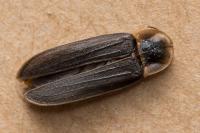 Lampyris noctiluca