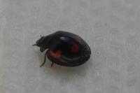 Exochomus quadripustulatus