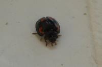 Exochomus quadripustulatus