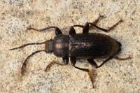 Stenomax aeneus