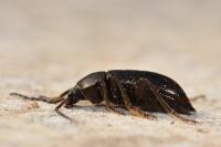 Stenomax aeneus