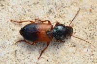 Gynandromorphus etruscus