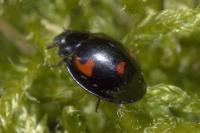 Exochomus quadripustulatus