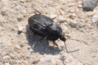 Phosphuga atrata