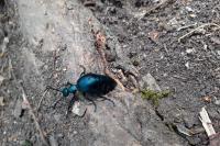 Meloe violaceus