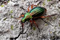 Carabus auratus