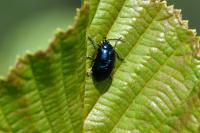 Agelastica alni