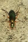 Carabus auratus