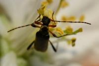 Grammoptera ruficornis