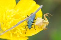 Psilothrix viridicoerulea