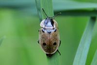 Dendroxena quadrimaculata