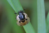 Dendroxena quadrimaculata