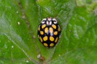 Sospita vigintiguttata