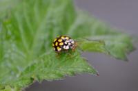 Sospita vigintiguttata