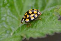 Sospita vigintiguttata