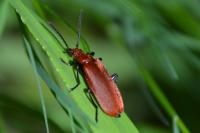 Pyrochroa serraticornis