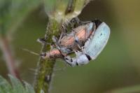 Phyllobius pomaceus