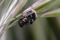 Valgus hemipterus