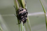 Valgus hemipterus