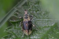 Phyllobius pomaceus
