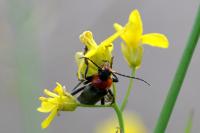 Cantharis fusca