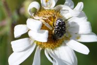Oxythyrea funesta