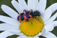 Trichodes alvearius