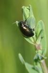 Chrysolina hyperici