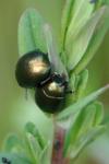 Chrysolina hyperici