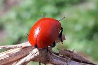 Chrysomela populi