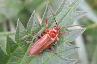 Cantharis livida